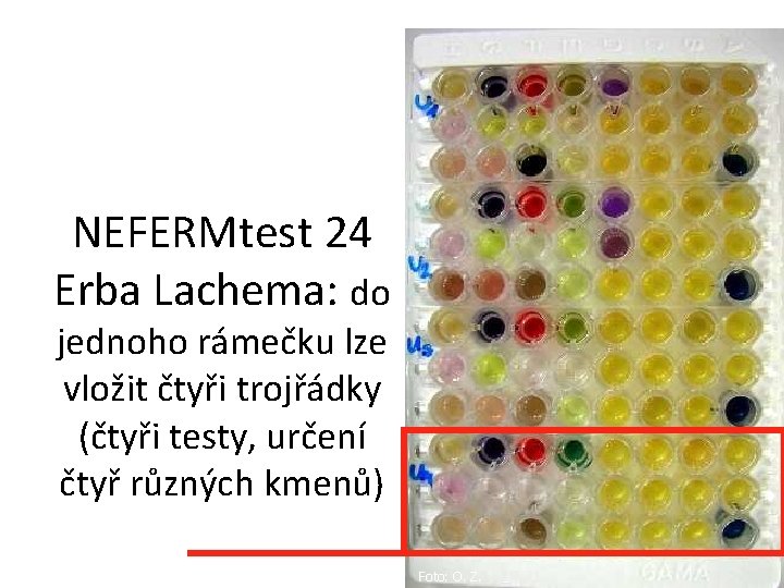 NEFERMtest 24 Erba Lachema: do jednoho rámečku lze vložit čtyři trojřádky (čtyři testy, určení