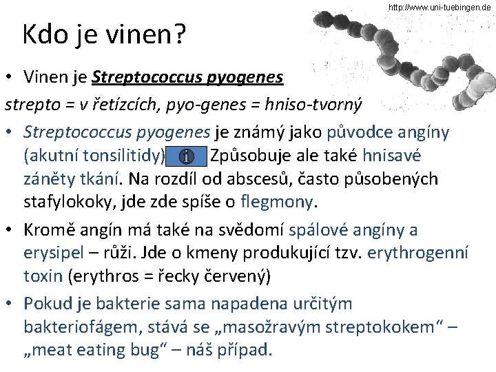 http: //www. uni-tuebingen. de Kdo je vinen? • Vinen je Streptococcus pyogenes strepto =