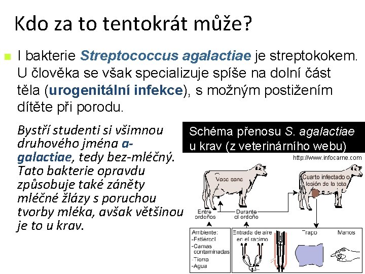 Kdo za to tentokrát může? n I bakterie Streptococcus agalactiae je streptokokem. U člověka