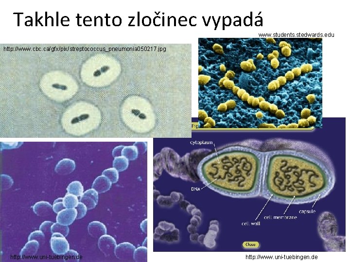 Takhle tento zločinec vypadá www. students. stedwards. edu http: //www. cbc. ca/gfx/pix/streptococcus_pneumonia 050217. jpg