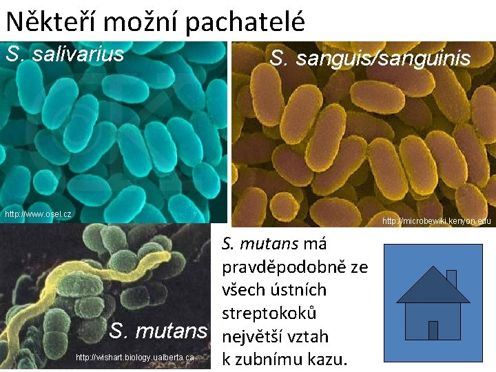 Někteří možní pachatelé S. salivarius S. sanguis/sanguinis http: //www. osel. cz http: //microbewiki. kenyon.