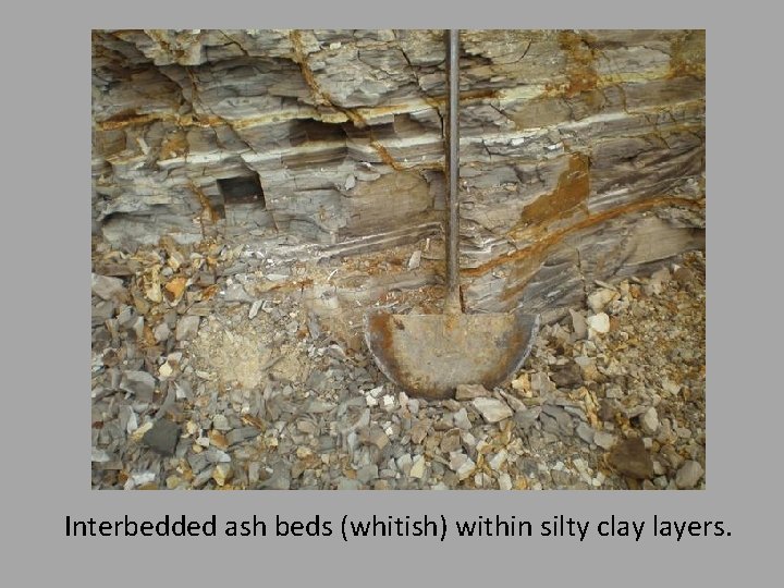 Interbedded ash beds (whitish) within silty clay layers. 