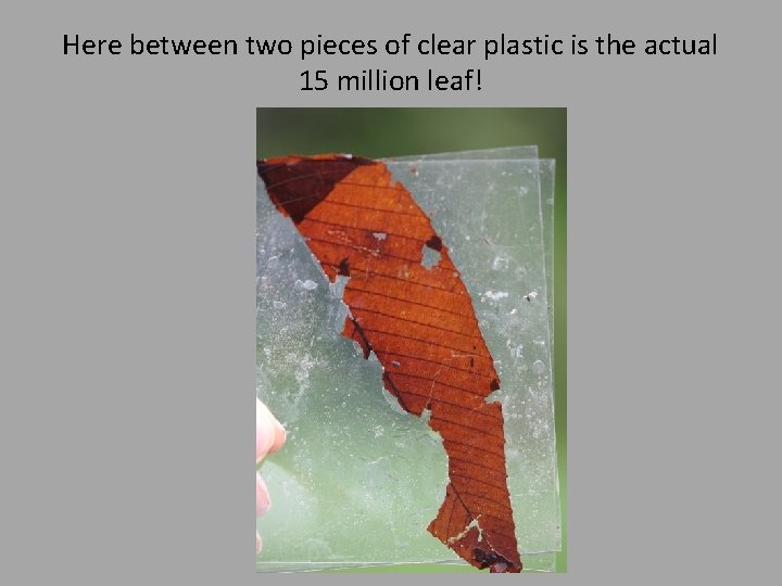 Here between two pieces of clear plastic is the actual 15 million leaf! 