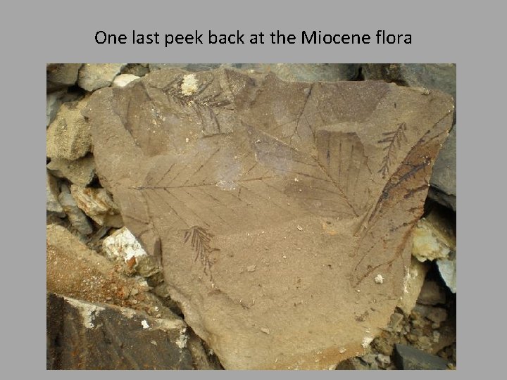 One last peek back at the Miocene flora 