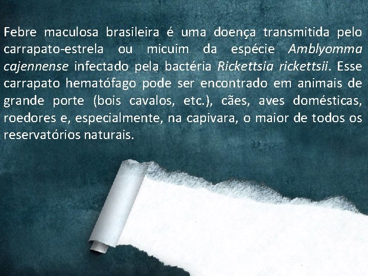 Febre maculosa brasileira é uma doença transmitida pelo carrapato-estrela ou micuim da espécie Amblyomma Febre maculosa brasileira é uma doença transmitida pelo carrapato-estrela ou micuim da espécie Amblyomma