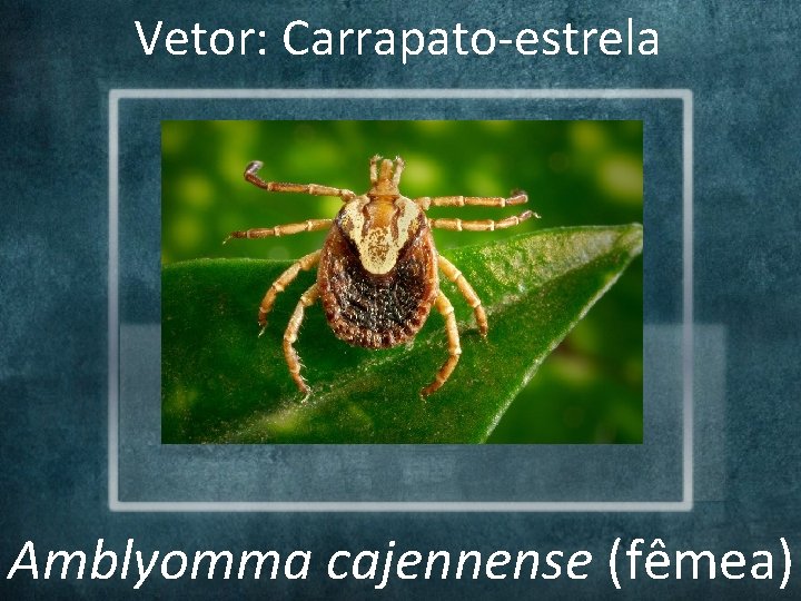 Vetor: Carrapato-estrela Amblyomma cajennense (fêmea) Vetor: Carrapato-estrela Amblyomma cajennense (fêmea)