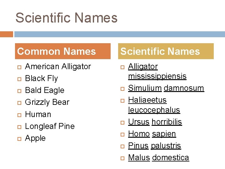 Scientific Names Common Names American Alligator Black Fly Bald Eagle Grizzly Bear Human Longleaf