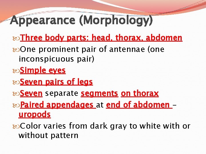 Appearance (Morphology) Three body parts: head, thorax, abdomen One prominent pair of antennae (one