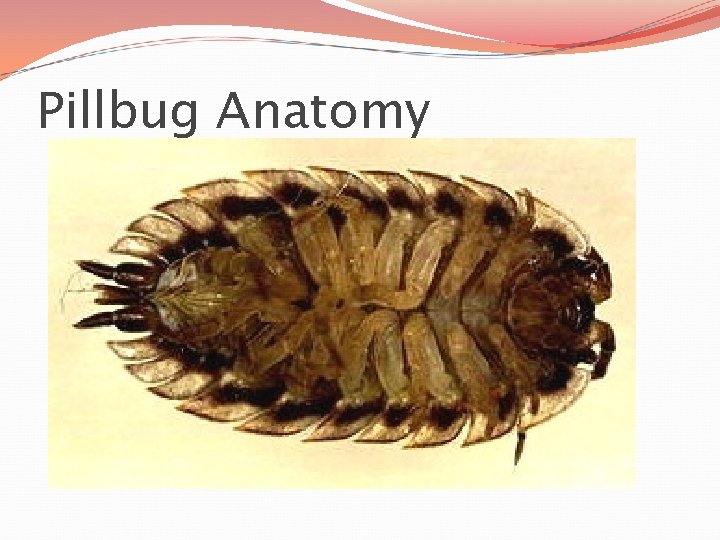 Pillbug Anatomy 