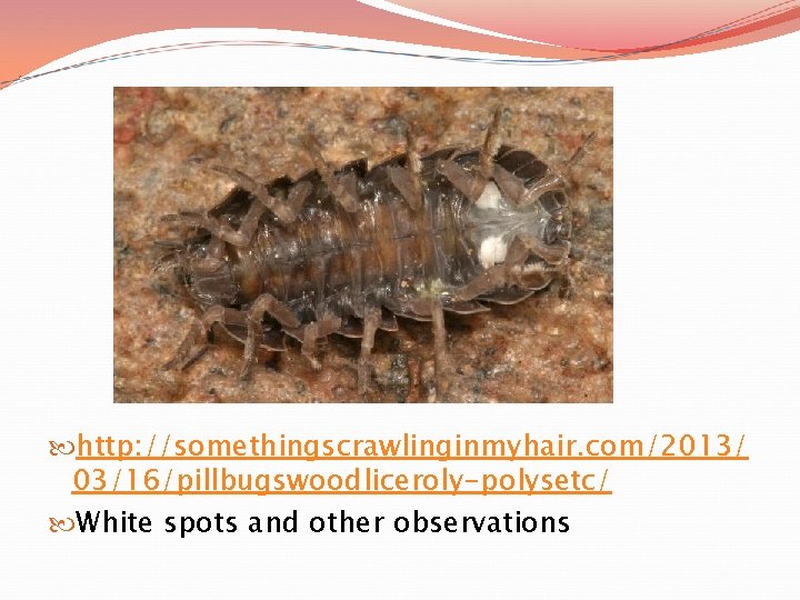  http: //somethingscrawlinginmyhair. com/2013/ 03/16/pillbugswoodliceroly-polysetc/ White spots and other observations 