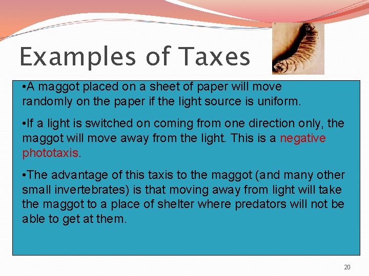 Examples of Taxes • A maggot placed on a sheet of paper will move