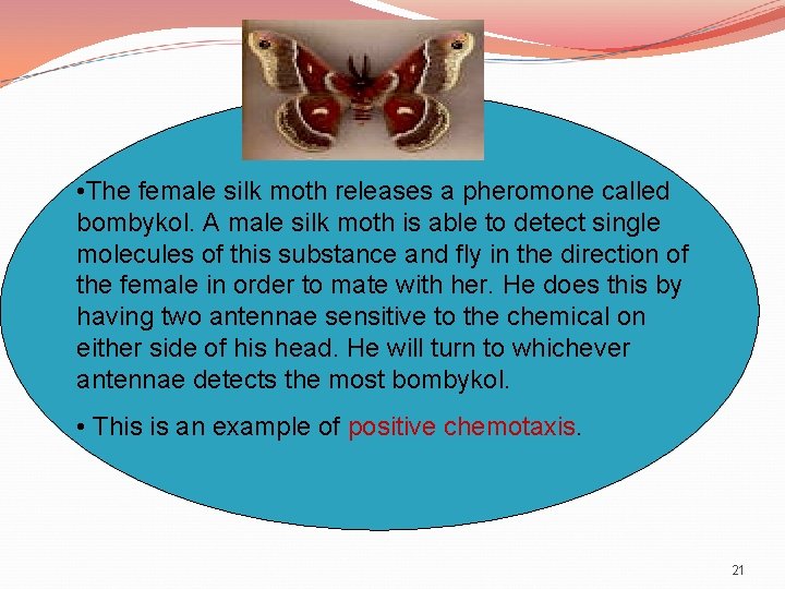  • The female silk moth releases a pheromone called bombykol. A male silk