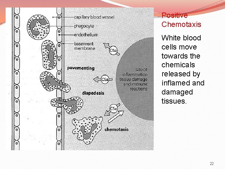 Positive Chemotaxis White blood cells move towards the chemicals released by inflamed and damaged