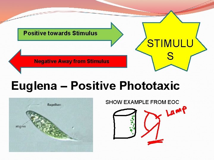 Positive towards Stimulus Negative Away from Stimulus STIMULU S Euglena – Positive Phototaxic SHOW