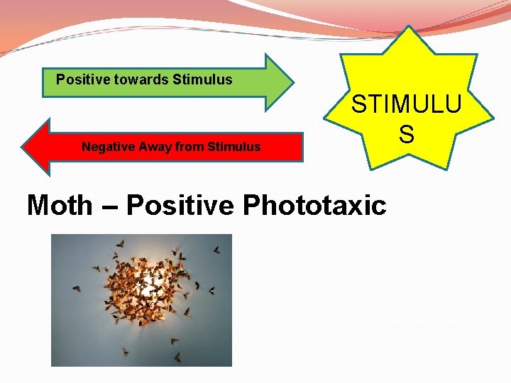 Positive towards Stimulus Negative Away from Stimulus STIMULU S Moth – Positive Phototaxic 