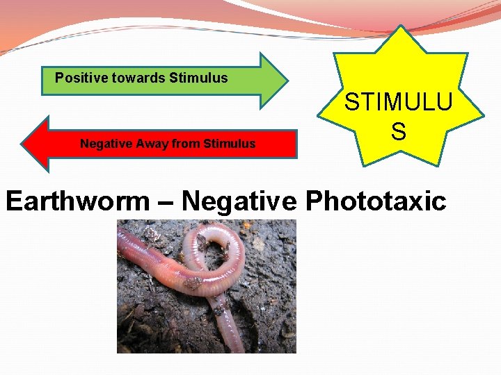 Positive towards Stimulus Negative Away from Stimulus STIMULU S Earthworm – Negative Phototaxic 