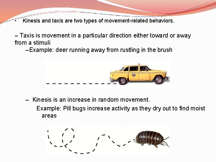 • Kinesis and taxis are two types of movement-related behaviors. – Taxis is