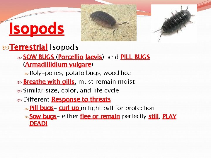 Isopods Terrestrial Isopods SOW BUGS (Porcellio laevis) and PILL BUGS (Armadillidium vulgare) Roly-polies, potato