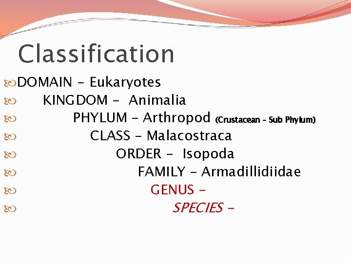 Classification DOMAIN - Eukaryotes KINGDOM - Animalia PHYLUM – Arthropod (Crustacean – Sub Phylum)