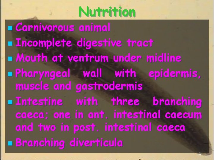 Nutrition Carnivorous animal n Incomplete digestive tract n Mouth at ventrum under midline n