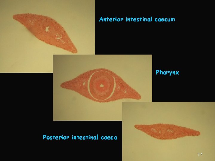 Anterior intestinal caecum Pharynx Posterior intestinal caeca 17 
