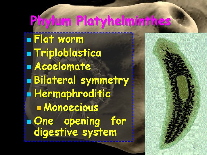 Phylum Platyhelminthes Flat worm n Triploblastica n Acoelomate n Bilateral symmetry n Hermaphroditic n