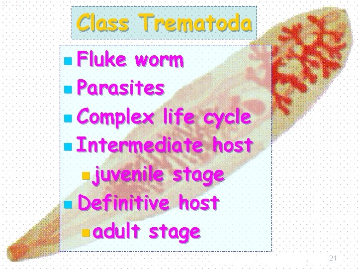 Class Trematoda n Fluke worm n Parasites n Complex life cycle n Intermediate host