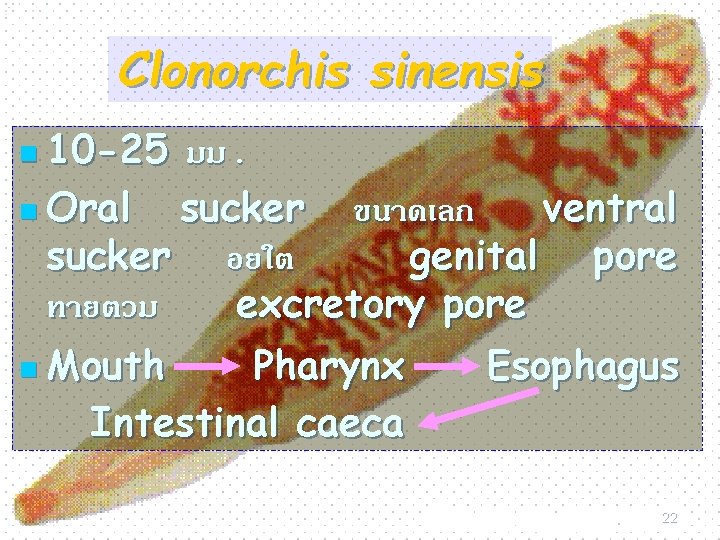 Clonorchis sinensis n 10 -25 มม. n Oral sucker ขนาดเลก ventral sucker อยใต genital
