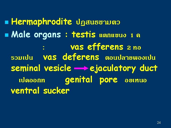 Hermaphrodite ปฏสนธขามตว n Male organs : testis แตกแขนง 1 ค : vas efferens 2