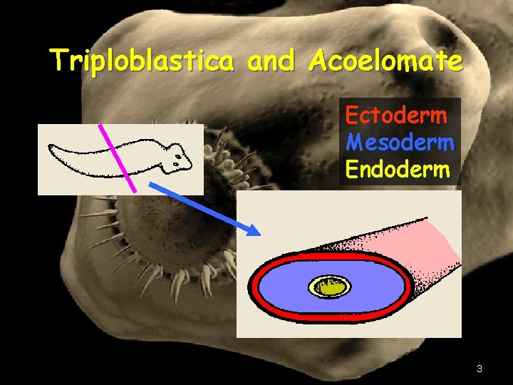 Triploblastica and Acoelomate Ectoderm Mesoderm Endoderm 3 