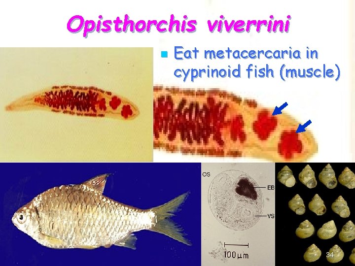 Opisthorchis viverrini n Eat metacercaria in cyprinoid fish (muscle) 34 
