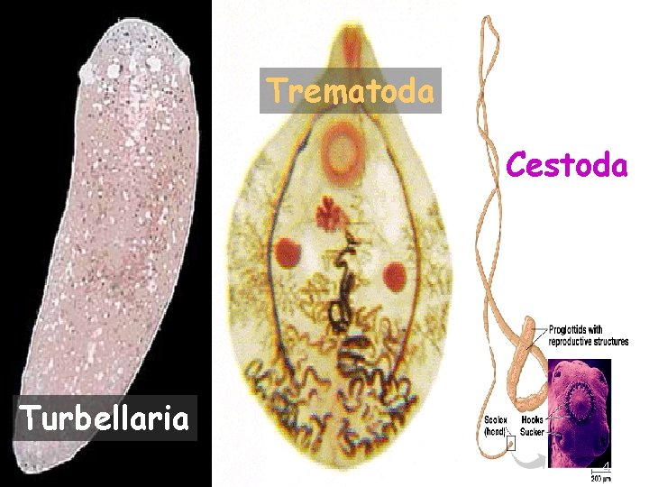 Trematoda Cestoda Turbellaria 4 