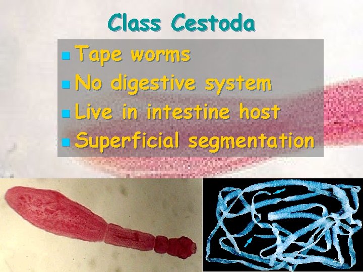 Class Cestoda n Tape worms n No digestive system n Live in intestine host