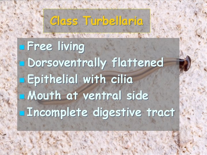 Class Turbellaria n Free living n Dorsoventrally flattened n Epithelial with cilia n Mouth