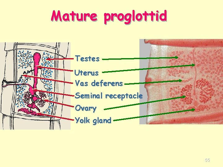 Mature proglottid Testes Uterus Vas deferens Seminal receptacle Ovary Yolk gland 55 