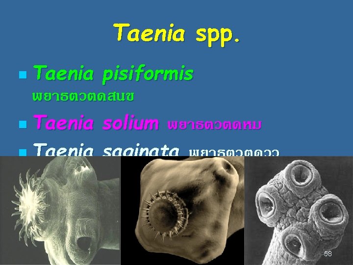 Taenia spp. n Taenia pisiformis พยาธตวตดสนข n Taenia solium พยาธตวตดหม n Taenia saginata พยาธตวตดวว