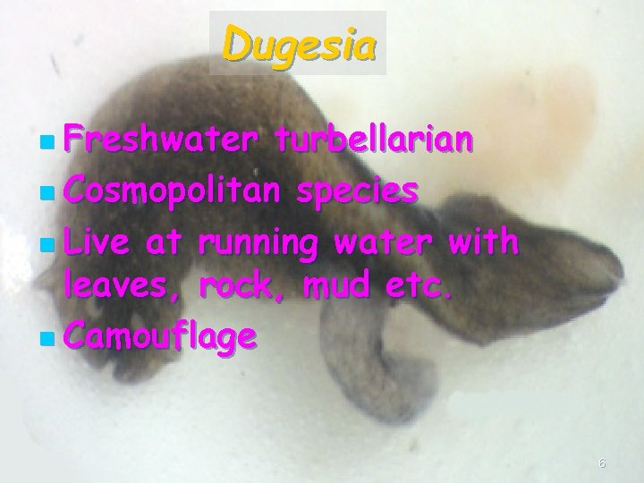 Dugesia n Freshwater turbellarian n Cosmopolitan species n Live at running water with leaves,