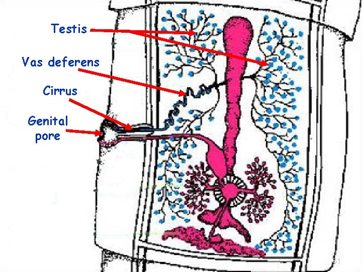 Testis Vas deferens Cirrus Genital pore 61 