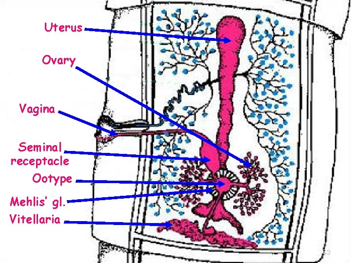 Uterus Ovary Vagina Seminal receptacle Ootype Mehlis’ gl. Vitellaria 63 