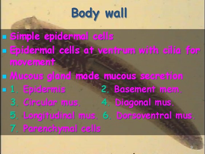 Body wall Simple epidermal cells n Epidermal cells at ventrum with cilia for movement