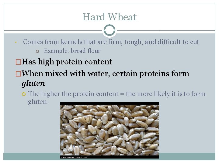 Hard Wheat • Comes from kernels that are firm, tough, and difficult to cut