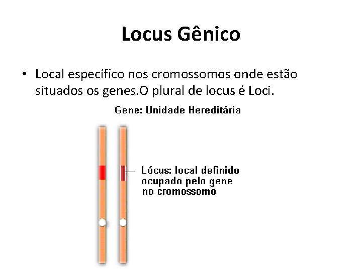 Locus Gênico • Local específico nos cromossomos onde estão situados os genes. O plural