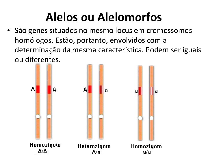 Alelos ou Alelomorfos • São genes situados no mesmo locus em cromossomos homólogos. Estão,