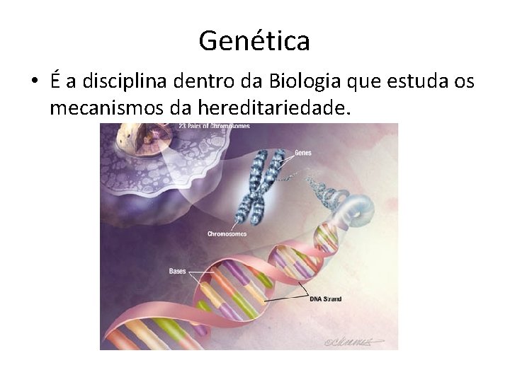Genética • É a disciplina dentro da Biologia que estuda os mecanismos da hereditariedade.