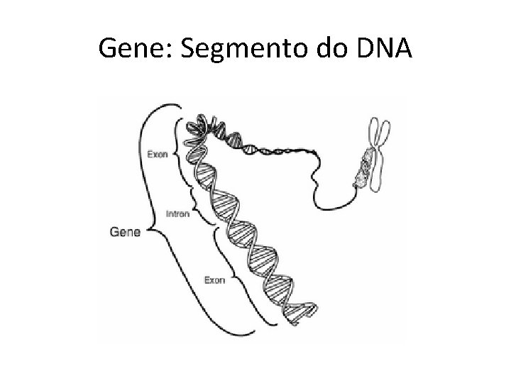 Gene: Segmento do DNA 