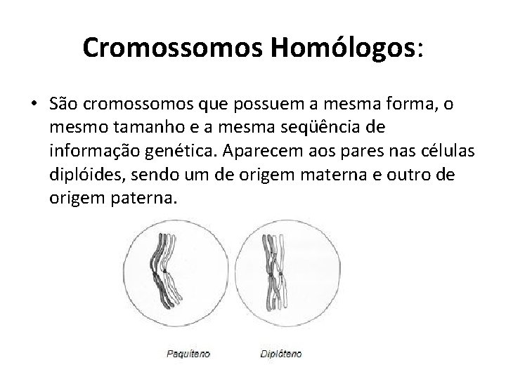 Cromossomos Homólogos: • São cromossomos que possuem a mesma forma, o mesmo tamanho e