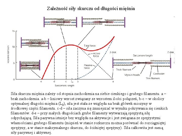 Zależność siły skurczu od długości mięśnia Siła skurczu mięśnia zależy od stopnia zachodzenia na