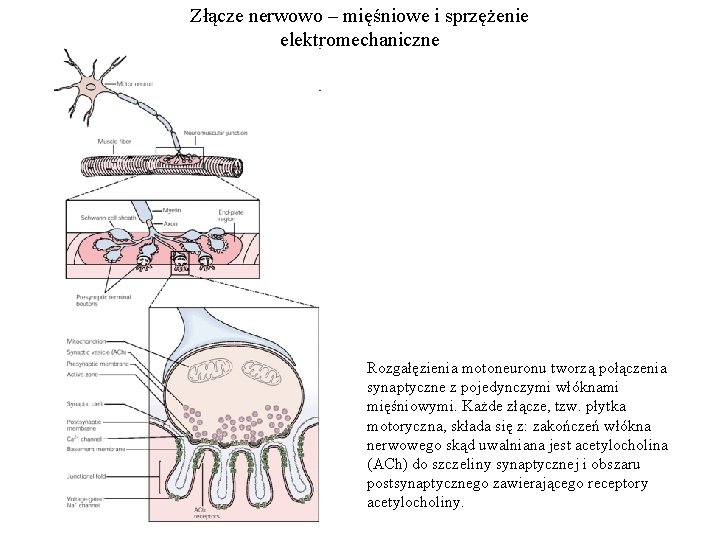 Złącze nerwowo – mięśniowe i sprzężenie elektromechaniczne Rozgałęzienia motoneuronu tworzą połączenia synaptyczne z pojedynczymi