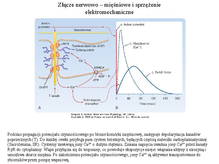 Złącze nerwowo – mięśniowe i sprzężenie elektromechaniczne Podczas propagacji potencjału czynnościowego po błonie komórki