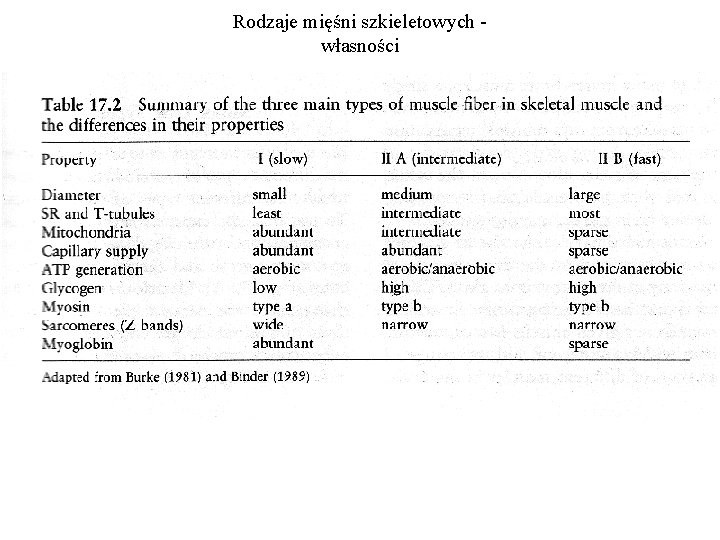 Rodzaje mięśni szkieletowych własności 